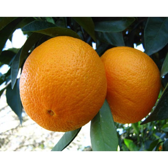 فروش پرتقال